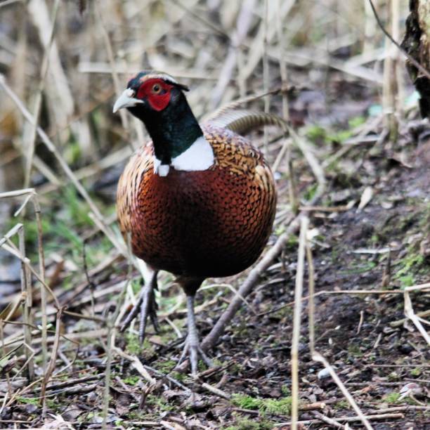 A close up of a Pheasant at Leighton Moss in Lancashire