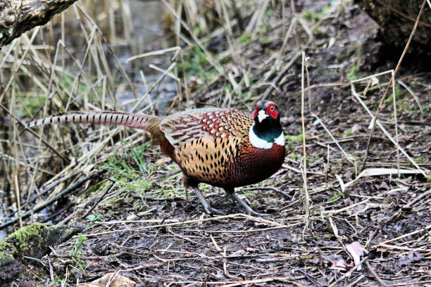 istock A close up of a Pheasant at Leighton Moss in Lancashire 1054071084