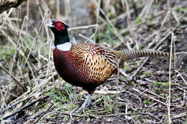 istock A close up of a Pheasant at Leighton Moss in Lancashire 1054071132