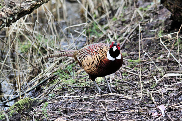 istock A close up of a Pheasant at Leighton Moss in Lancashire 1054071134