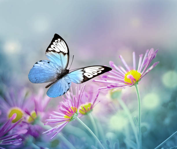 istock Beautiful blue butterfly and pink flowers. Summer and spring background 1054071152