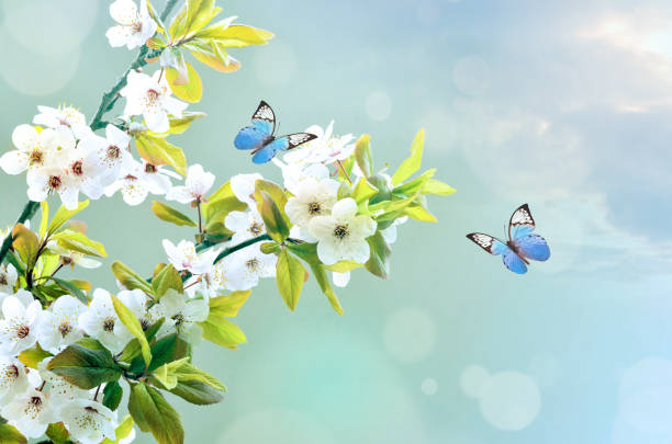 istock beautiful butterfly on white flower, sky background 1054071158