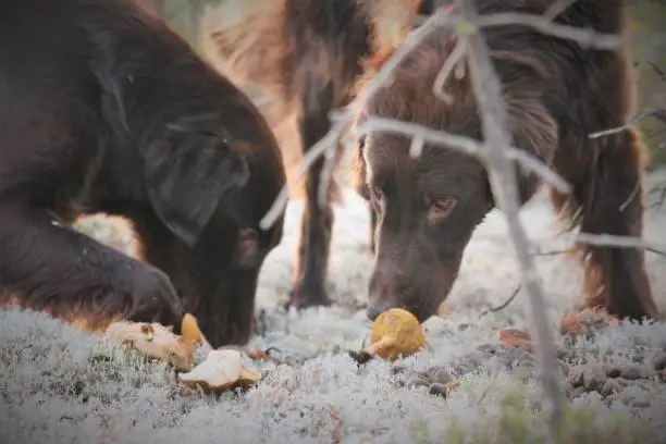 Two Flatcoated Retrivers is helping out with finding mushrooms to pick out in the forrest on a sunny day in fall.