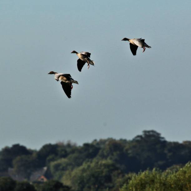 istock A view of some pink Footed Geese at Martin Mere 1054074004