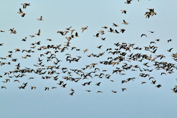 istock A view of some pink Footed Geese at Martin Mere 1054074022