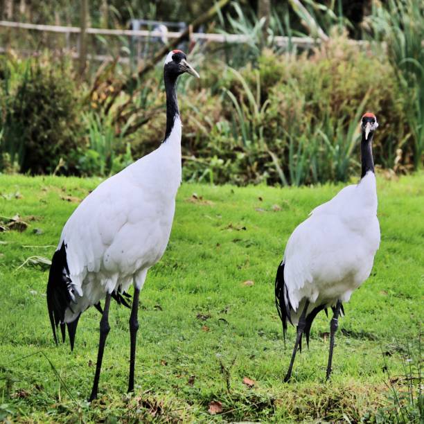 istock A picture of a Red Crowned Crane 1054074560