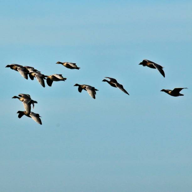 istock A view of some pink Footed Geese at Martin Mere 1054074580