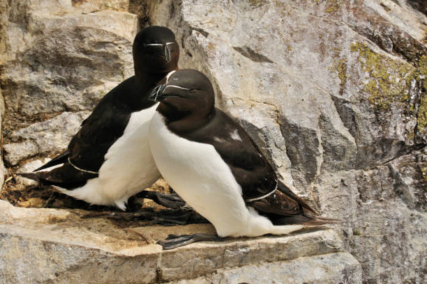 istock A view of some Razorbills on Farne Islands 1054074596