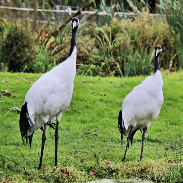 istock A picture of a Red Crowned Crane 1054075288