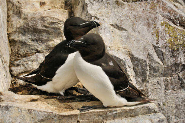 istock A view of some Razorbills on Farne Islands 1054075638