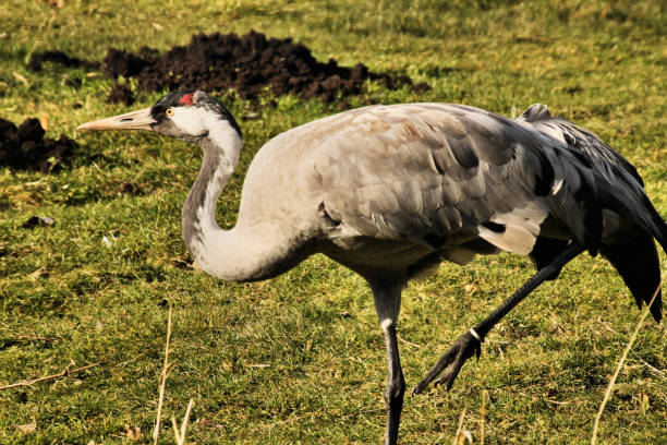 istock A picture of a Red Crowned Crane 1054075644