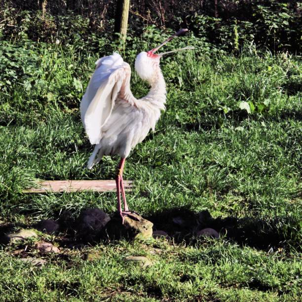 A close up of a Spoonbill