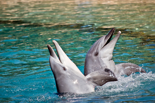 the bottlenose dolphin are playing in the water splashing about