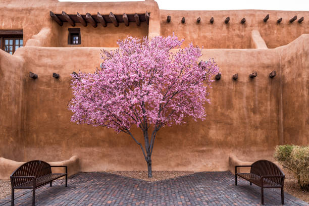 arbre en fleurs dans la cour - santa fe new mexico photos et images de collection