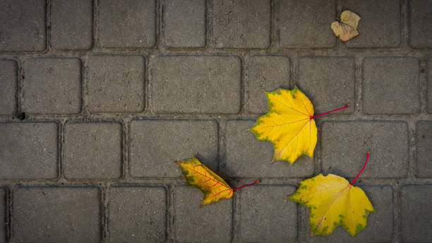 istock Fallen maple yellow leaves on the road 1054078972