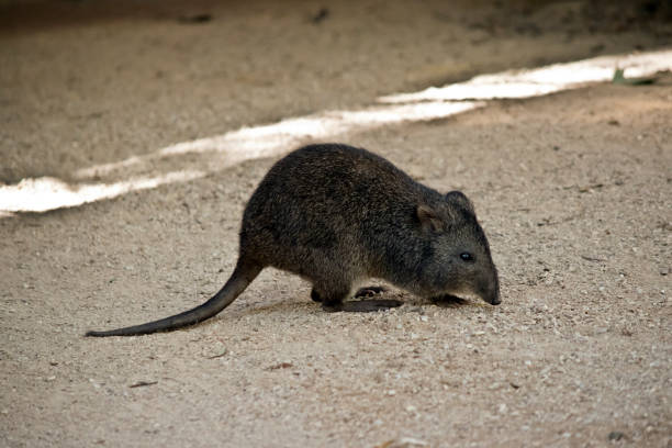 긴 코 쥐캥거루 - potoroo 뉴스 사진 이미지