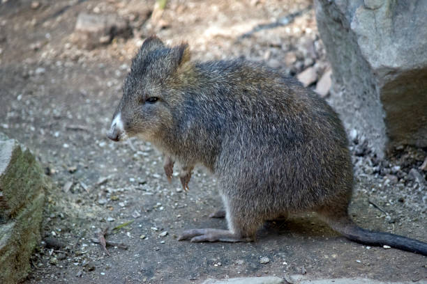 длинный ногой потору - long nosed potoroo стоковые фото и изображения