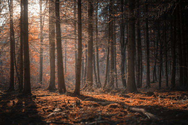 istock Sunshine through dark forest in autumn 1054084462