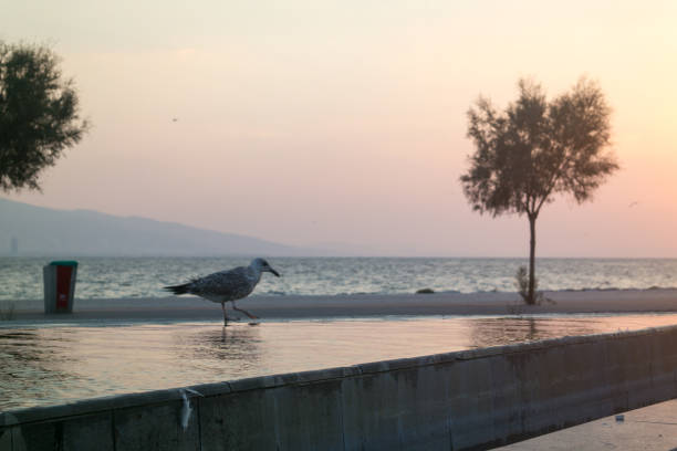 istock Seagull on the pond and sunset view on sea. 1054087480