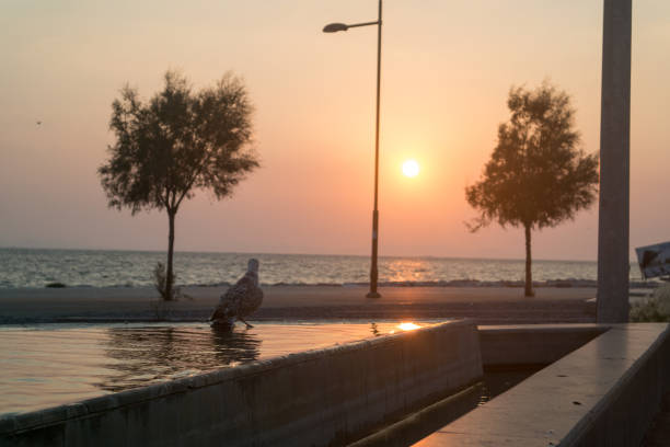 istock Seagull on the pond and sunset view on sea. 1054087610