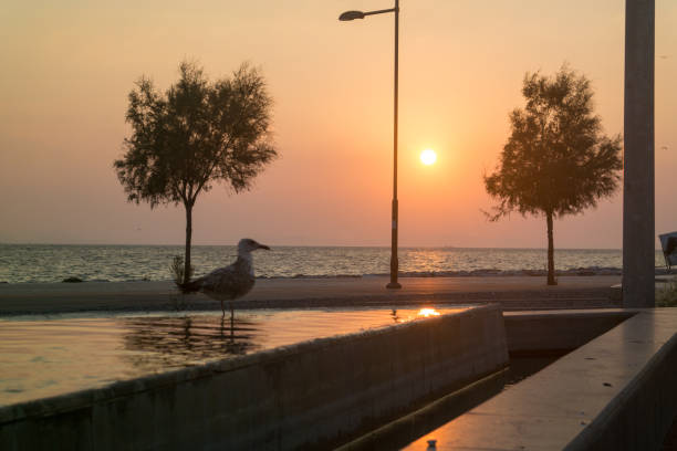 istock Seagull on the pond and sunset view on sea. 1054087702