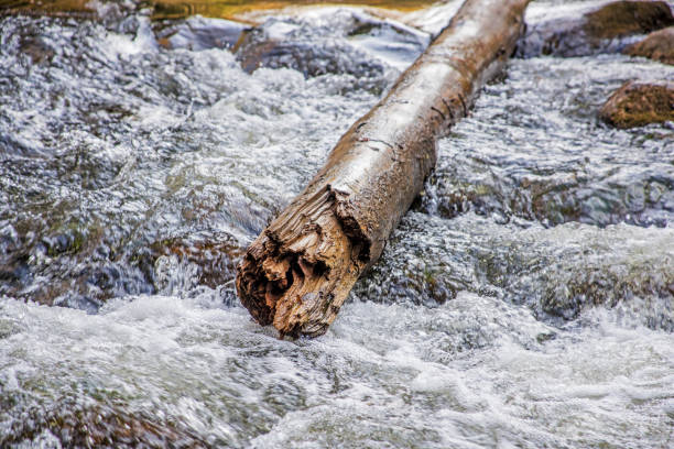 istock A log floating on the river. Sunny autumn day 1054090846
