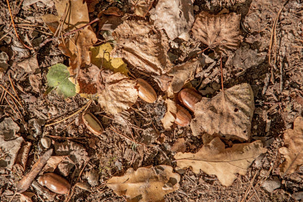 istock Autumn leaves and acorn. Abstract autumn texture 1054091208