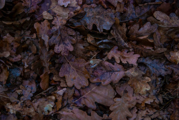 istock Fallen leaves in an oak forest. Dusk. 1054095084