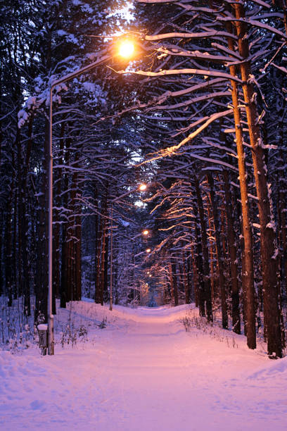 istock Winter evening in the forest with lanterns lighting 1054095312