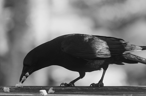 Feeding Crow