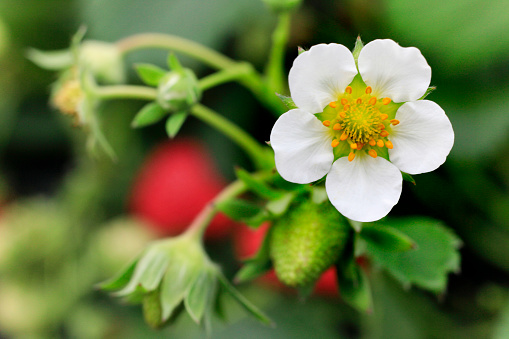 Strawberry plant blooms in garden flat lay. White strawberry flowers blossoms. Blooming strawberries. Growing organic strawberries. Copy space.