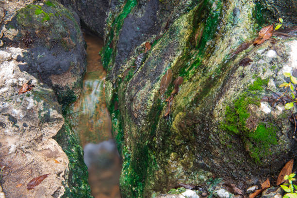 new sapling shoots of plants on mountainous andesite rocks near river