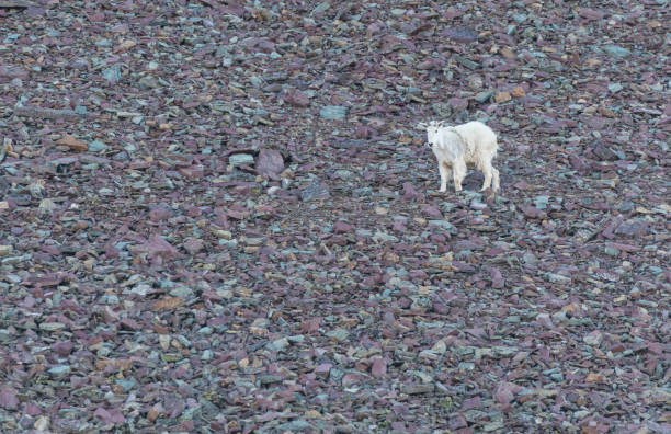 istock Mountain Goat On Scree Field 1054099494