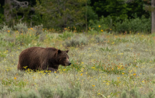 istock Grizzly Bear in Summer Field 1054099598