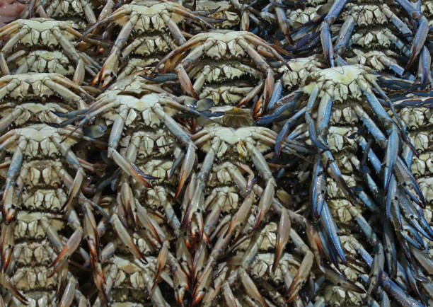 blue crab for sell in a stall blue crab for sell in a stall kep stock pictures, royalty-free photos & images