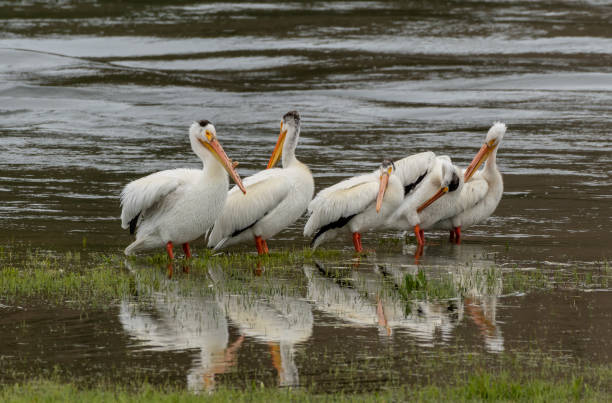 istock Pelicans Wade in Shallow Lake Waters 1054101982