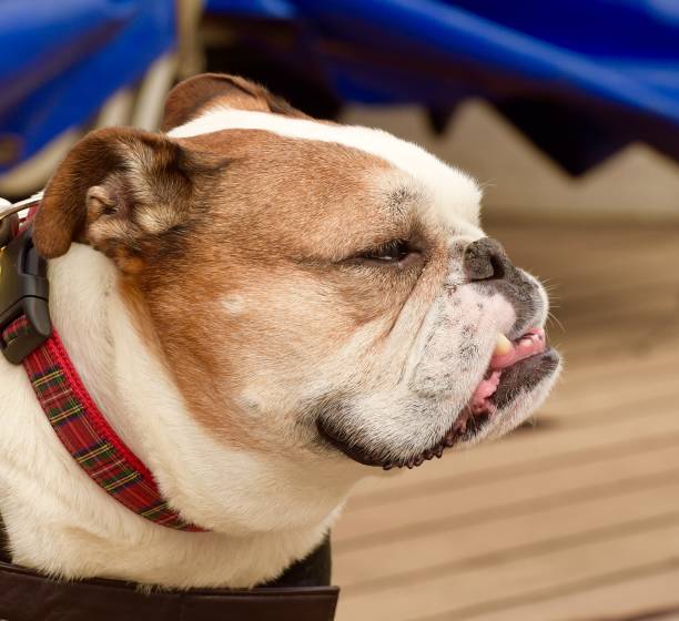 istock English Bulldog 1054107704