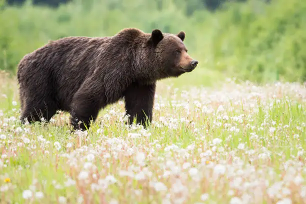 Grizzly bear in the wild