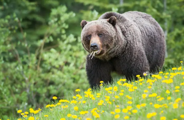 Grizzly bear in the wild