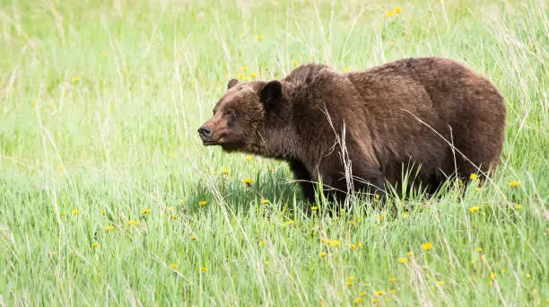 Grizzly bear in the wild