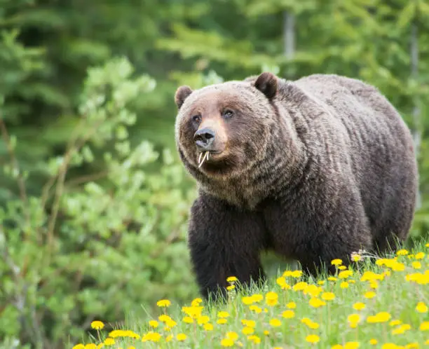 Grizzly bear in the wild