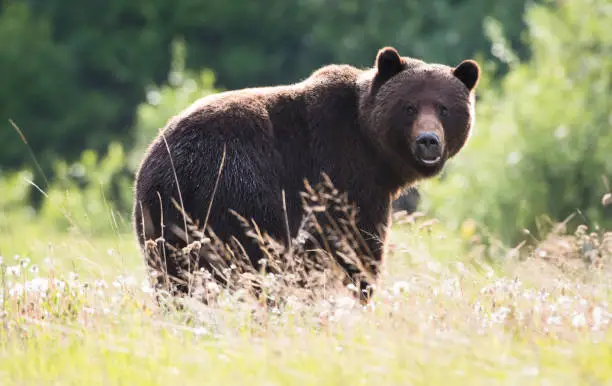 Grizzly bear in the wild