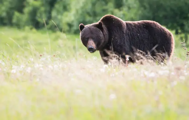 Grizzly bear in the wild