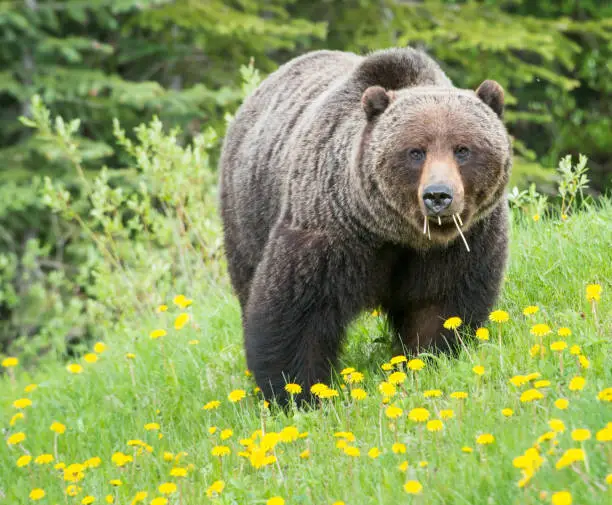 Grizzly bear in the wild