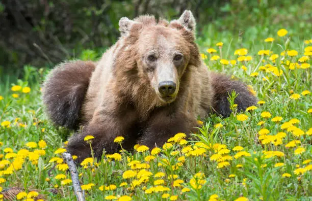 Grizzly bear in the wild