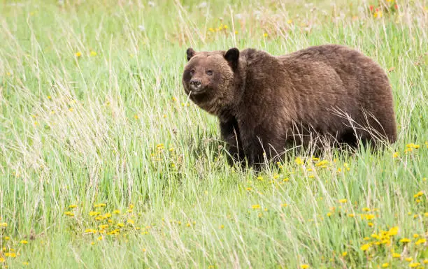 Grizzly bear in the wild