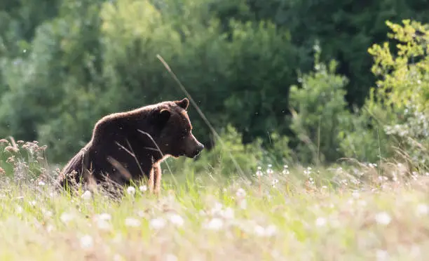 Grizzly bear in the wild