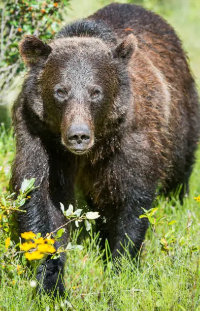 Grizzly bear in the wild