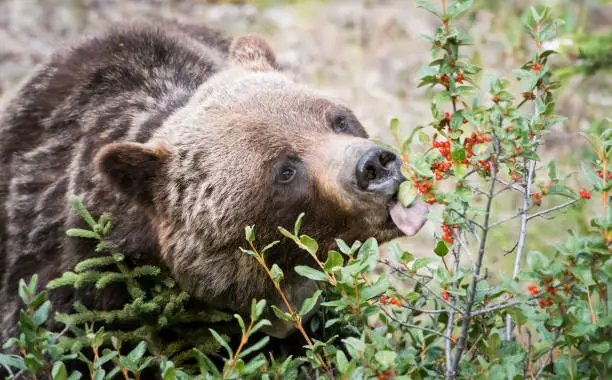 Grizzly bear in the wild