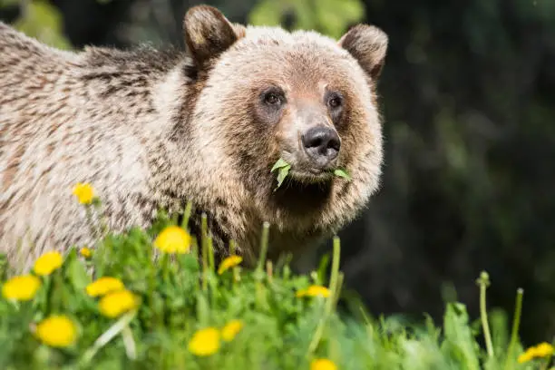 Grizzly bear in the wild